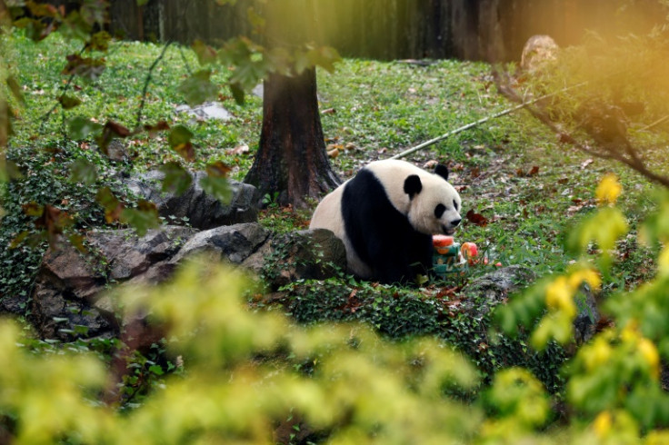 Misinformation around panda treatment has swirled on Chinese social media.