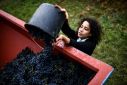 According to legend, Syrah grapes were brought to France from Persia by returning crusaders