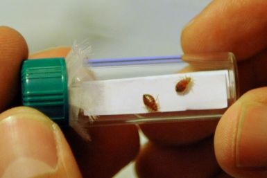 Bedbugs have in recent weeks gone from being a subject of potential ribaldry to a contentious political issue in France