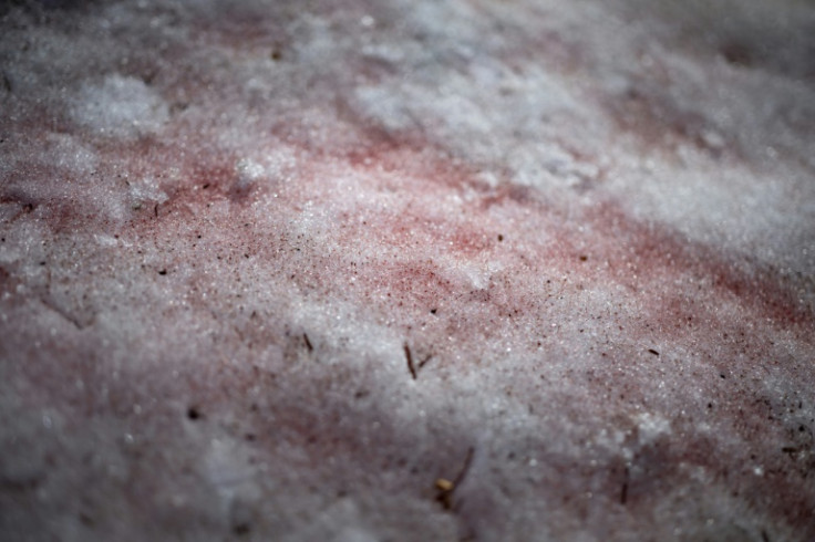 Red algae on a glacier near Ittoqqortoormiit, Greenland