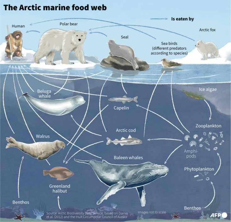 Schema of the food web of the Arctic marine ecosystem