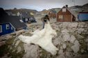 Hunter Peter Arqe-Hammeken unfolds a polar bear skin near his home in Ittoqqortoormiit, Greenland