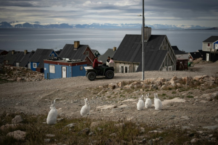 Arctic rabbits watch people pass in Ittoqqortoormiit, a remote Inuit village in eastern Greenland