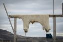 A polar bear skin drying outside a house in Ittoqqortoormiit, Greenland