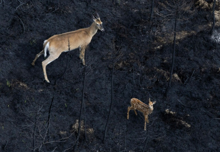 A deer and a fawn are seen in a blackened forest in Canada's Nova Scotia province, where forest fires used to be rare, on June 22, 2023