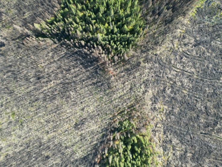 Forests west of Quebec, Canada were ravaged as part of the country's record fire season this summer