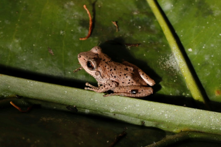 Amphibians are prey for mammals, birds and reptiles, contribute to recycling nutrients and help sustain the food web