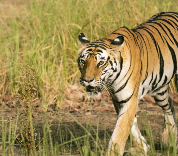 A tiger in a reserve in Madhya Pradesh in northern India