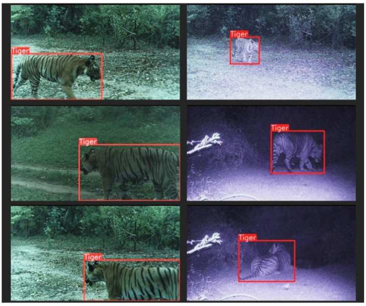 Pictures of a wild tiger taken and transmitted using an AI camera system in Madhya Pradesh, India