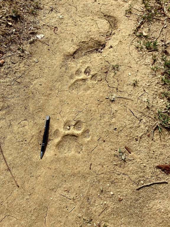 A tiger track (known as a pugmark) in dried mud in India's Madhya Pradesh state