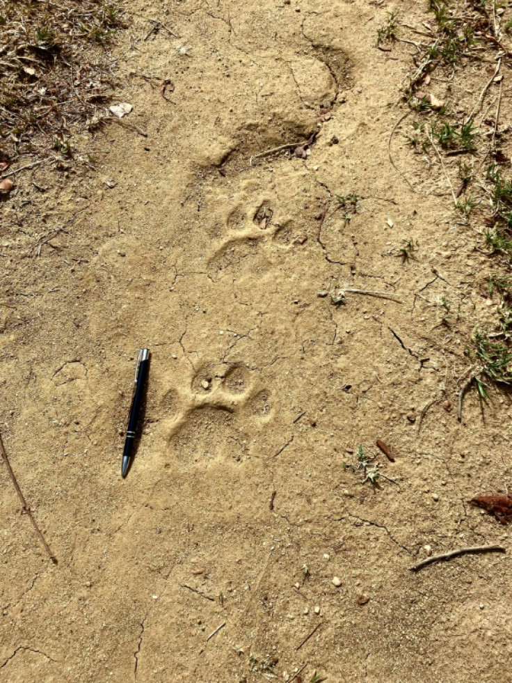 A tiger track (known as a pugmark) in dried mud in India's Madhya Pradesh state