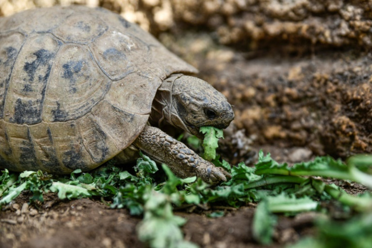 Some 400 tortoises were rescued from blazes surrounding Athens and on Evia island