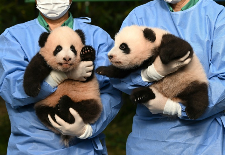 Panda cubs Rui Bao (L) and Hui Bao, were born 97 days ago at South Korea's Everland theme park