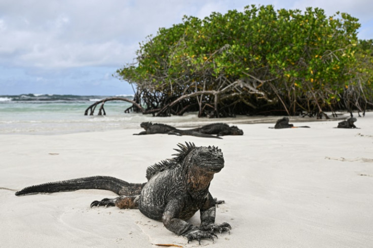 Black marine iguanas are one of the iconic species on Ecuador's Galapagos Islands, but with rising sea temperatures reducing algae in the waters, scientists fear they could face starvation and death