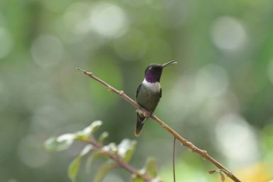 An AI-assisted computer model was able to pick out bird calls from recordings made in Ecuador's Choco region