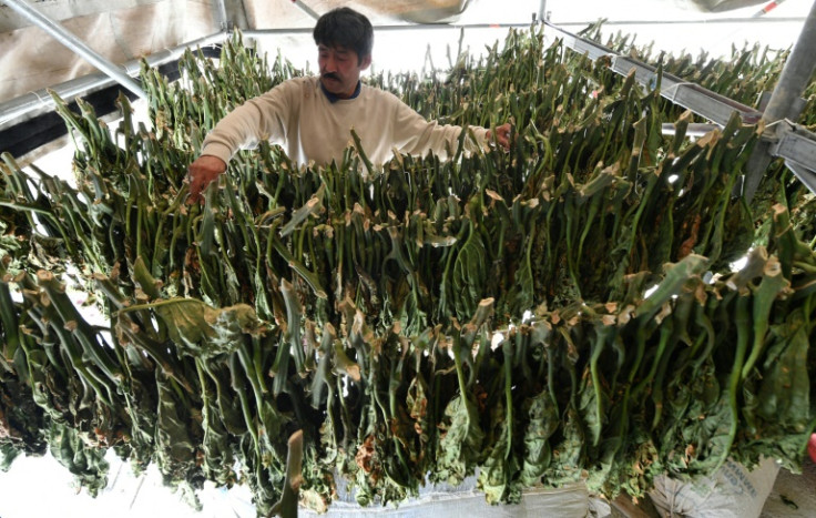 Kyrgyz farmer Askarbek Duisheyev tends to his drying tobacco