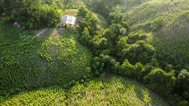 Tibu is in Colombia's Catatumbo region, known for being the world's largest area of drug cultivation