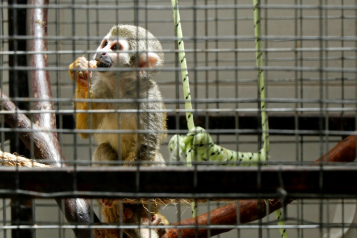 Ecuadorian police seized 6,817 illegally-held wild animals in 2022 and 5,951 in 2021 in one of the world's most biodiverse countries