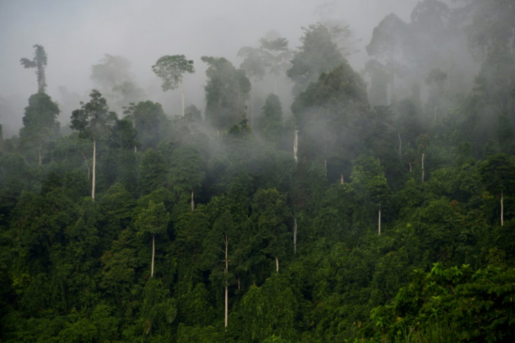 The world is off track to meet a pledge to halt deforestation by 2030, new research warns