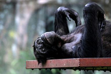 A Chimpanzee rests at Malaysia's national zoo in Kuala Lumpur