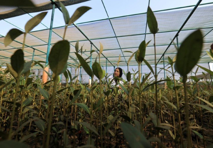 Environmental scientist Zakia al-Afifi inspects mangrove trees in a nursery at the Qurm nature reserve