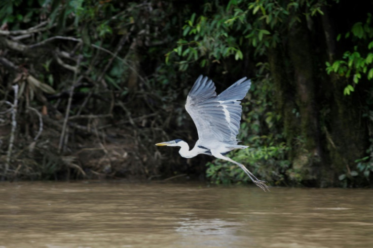 A bird flies over a river in the Waorani Community of Bameno, Ecuador, on July 30, 2023