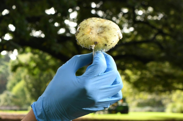 Death cap mushrooms sprout freely throughout wet, warm parts of Australia and are easily mistaken for edible varieties