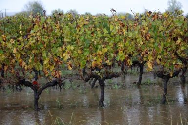 Powerful storm Ciaran flooded vineyards in Bordeaux