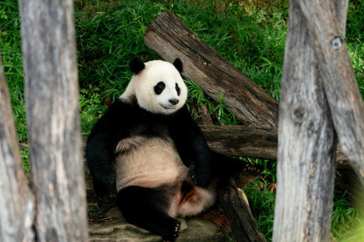 Giant panda Xiao Qi Ji will depart the Smithsonian National Zoo with parents Tian Tian and Mei Xiang by December as a loan contract with China expires