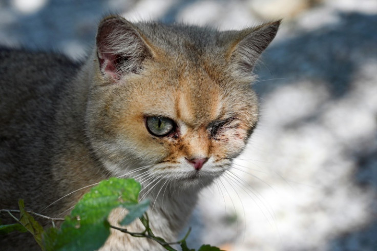 An animal shelter in China's Jiangsu province is home to scores of cats rescued from the country's underground meat trade