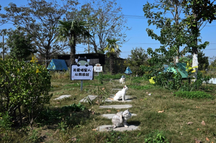 Rescued cats now living at the family-run Mengtaiqi Cat and Dog Manor had been found crammed into tiny bamboo crates