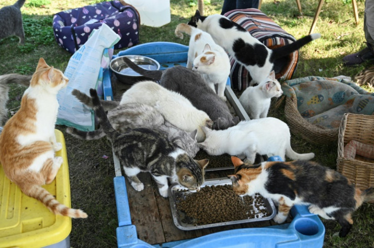 Rescued cats gather to eat at Mengtaiqi Cat and Dog Manor