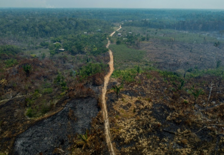 Deforestation in the Brazilian Amazon fell by 22.3% in the twelve months to July, the best result in four years, the government of President Luiz Inacio Lula da Silva reported on November 9, 2023