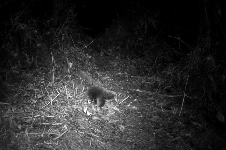 Attenborough's long-beaked echidna, which was feared extinct, has been rediscovered in a remote part of Indonesia