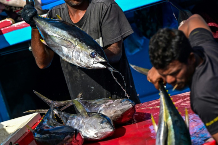Fishermen unload their catch from in Male in the Maldives on November 13, 2023