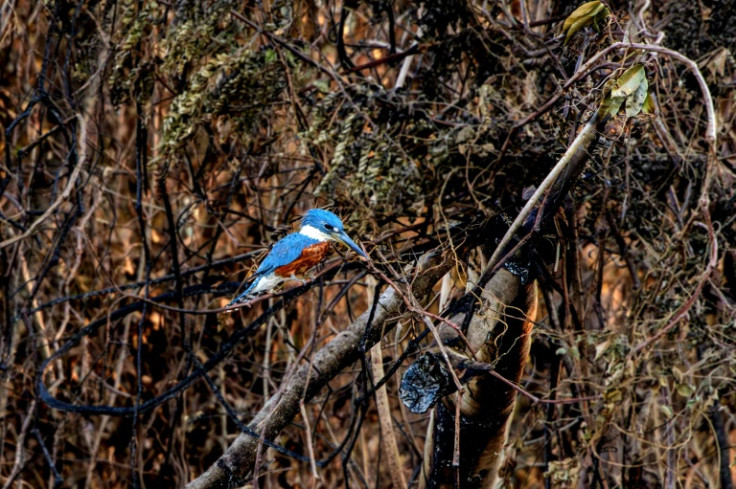 A kingfisher sits on a branch of a scorched tree