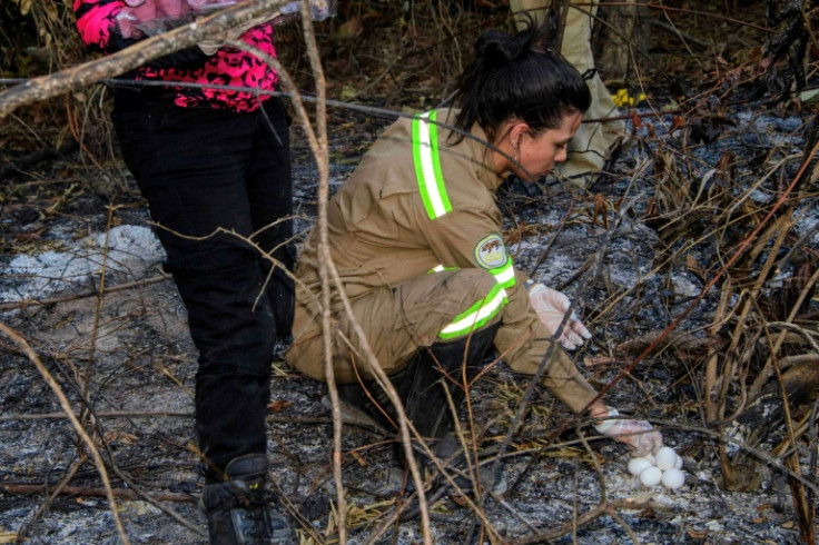 Volunteers leave food for animals affected by the fires