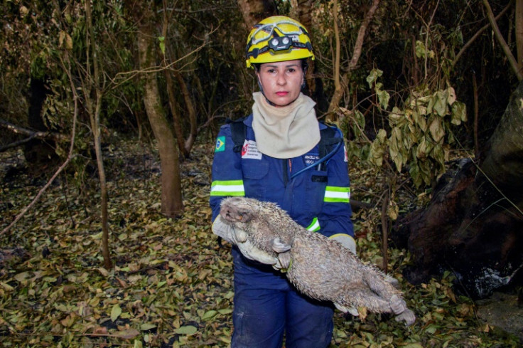 Veterinarian Aracelli Hammann holds a dead porcupine killed in the fires