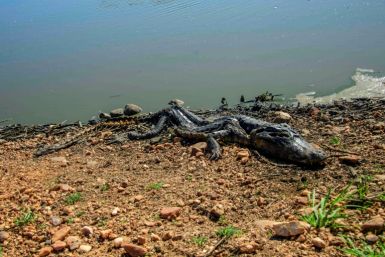 A dead caiman killed in the fires ravaging the Pantanal