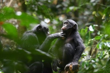 This undated handout picture provided by the Kokolopori Bonobo Research Project shows bonobos grooming each other at the Kokolopori Bonobo Reserve in the Democratic Republic of Congo