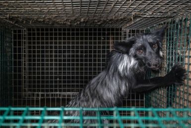 A fox in a cage in July 2022 in Finland, Europe's leading fur farming nation