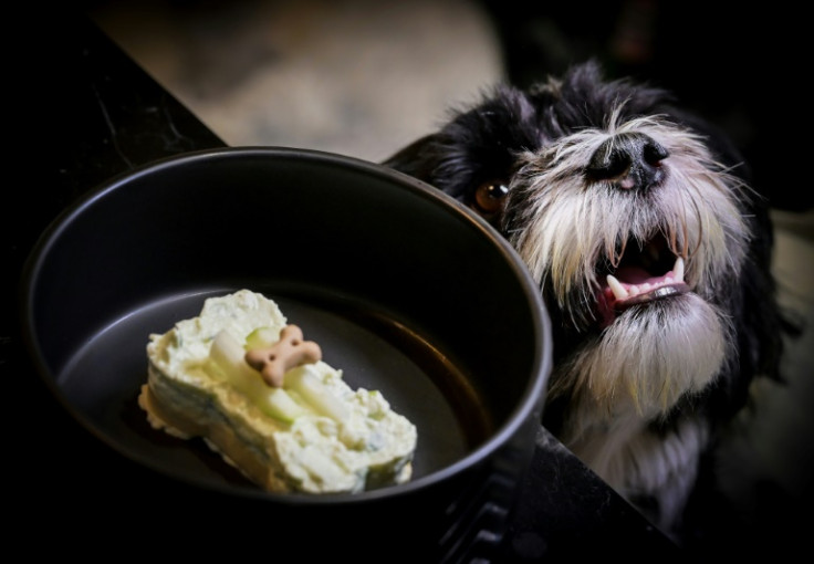 Pepe, a four-year-old Bichon with a naughty face, licks every last crumb off his elegant black bowl