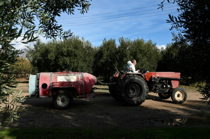 In many cases, growers did not deem it worth the trouble to harvest their estates