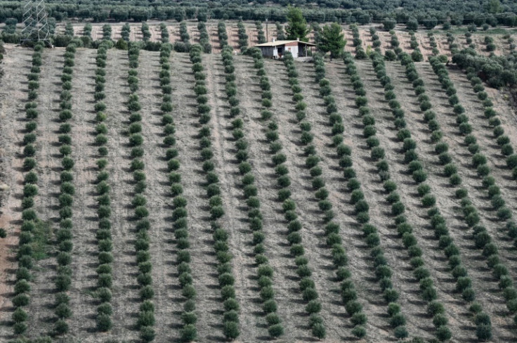 In the Halkidiki region more than 20,000 local producers cultivate 330,000 acres of olive trees