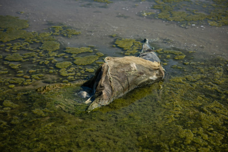 It is impossible to work out the number of dolphins killed in the Black Sea during fighting