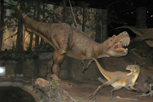 The Gorgosaurus is a member of the tyrannosaurid family that also includes the T-Rex