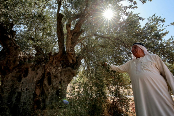 Jordan's oldest olive trees "have been here since the Romans ruled this region"