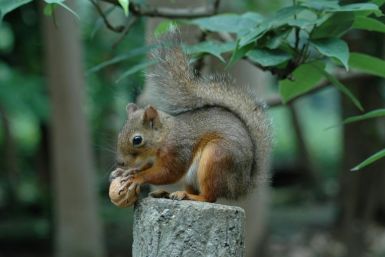 Inokashira Park Zoo in Tokyo is investigating the death of 31 squirrels after keepers injected the animals with anti-parasitic medicine and sprayed insecticide over their nest boxes as part of a sanitary precautionOne of the bushy-tailed rodents -- a co