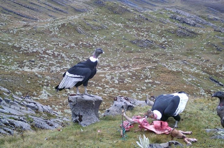 Local ranchers are working to improve their relationship with the world's largest bird of prey, dubbed the King of the Andes