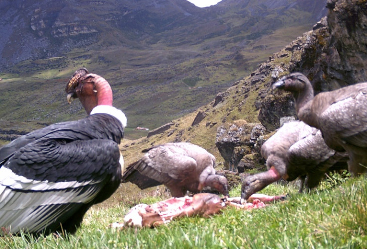 The death of a single condor is "a great loss" for the species because it reproduces so slowly, said Carlos Grimaldos, an expert with the Jaime Duque Foundation
